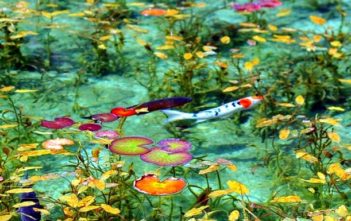 The pond seems as if it’s a picture! “Nameless pond” in Gifu is stunningly beautiful…!