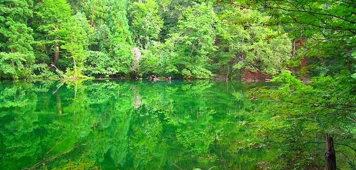 Never get muddy! Super transparent pond “Ryugakubo pond”