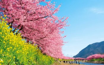 Little earlier spring has come in the Izu Peninsula! “Kawazu Cherry Blossom Festival”