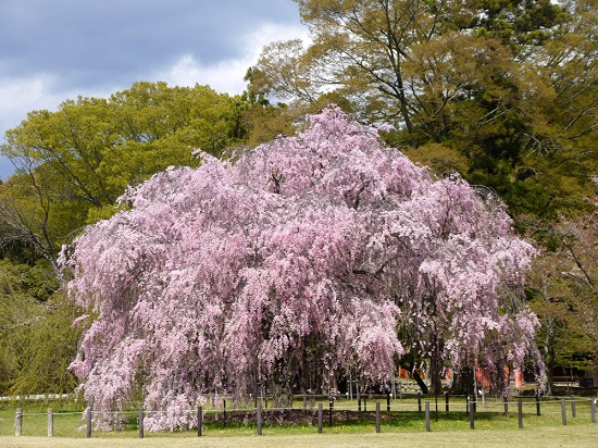 20150216-285-1-kyoto-Cherry-blossoms