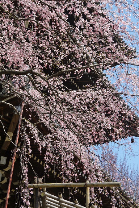 20150216-285-11-kyoto-Cherry-blossoms