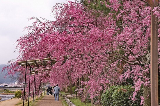 20150216-285-12-kyoto-Cherry-blossoms