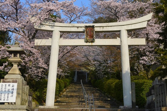 20150216-285-14-kyoto-Cherry-blossoms