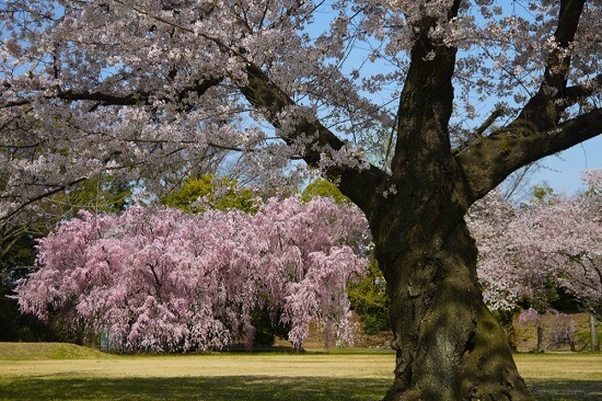 20150216-285-16-kyoto-Cherry-blossoms