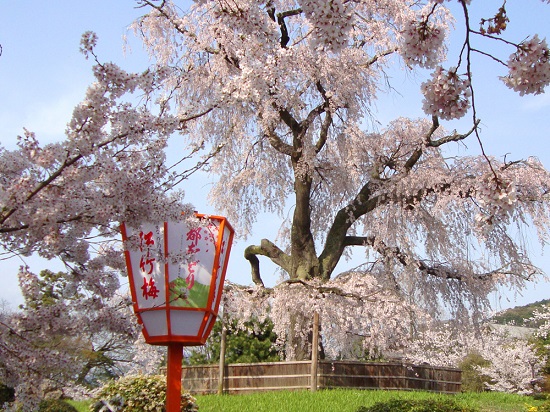 20150216-285-17-kyoto-Cherry-blossoms