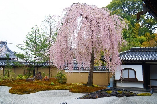 20150216-285-19-kyoto-Cherry-blossoms