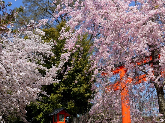 20150216-285-2-kyoto-Cherry-blossoms