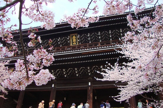 20150216-285-20-kyoto-Cherry-blossoms