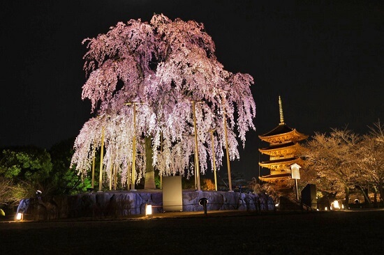 20150216-285-22-kyoto-Cherry-blossoms
