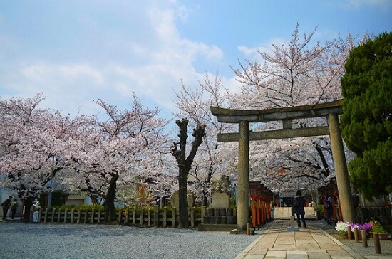 20150216-285-23-kyoto-Cherry-blossoms