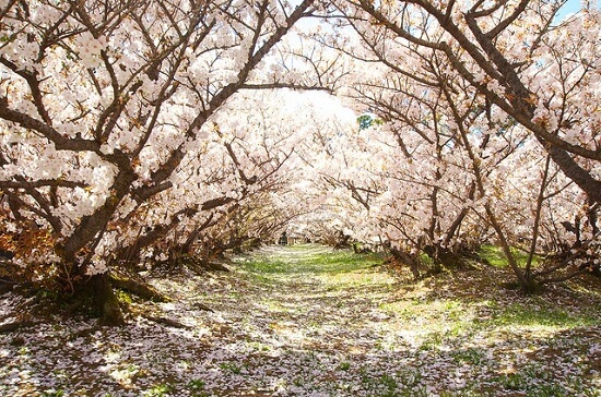 20150216-285-24-kyoto-Cherry-blossoms