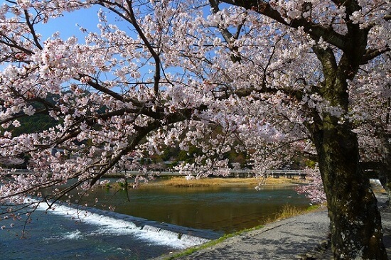 20150216-285-25-kyoto-Cherry-blossoms