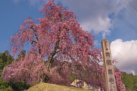 20150216-285-26-kyoto-Cherry-blossoms