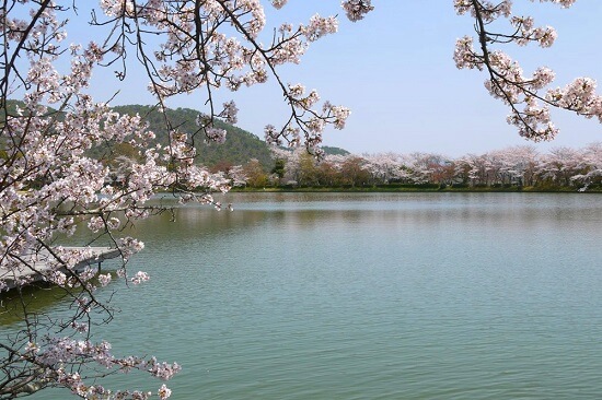 20150216-285-28-kyoto-Cherry-blossoms