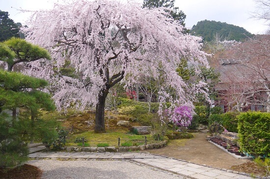 20150216-285-29-kyoto-Cherry-blossoms