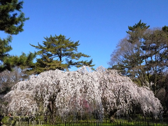 20150216-285-3-kyoto-Cherry-blossoms