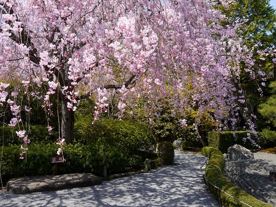 20150216-285-33-kyoto-Cherry-blossoms