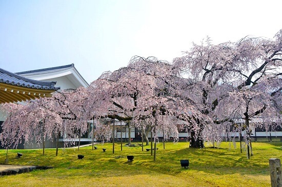 20150216-285-34-kyoto-Cherry-blossoms