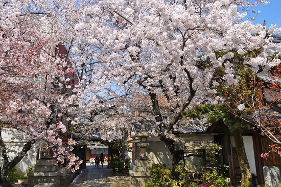20150216-285-35-kyoto-Cherry-blossoms