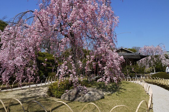 20150216-285-36-kyoto-Cherry-blossoms