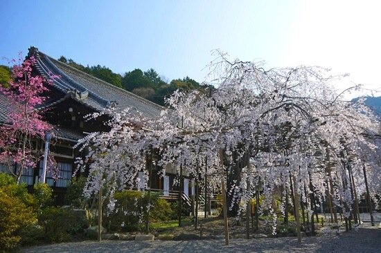 20150216-285-37-kyoto-Cherry-blossoms