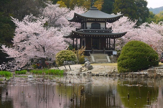 20150216-285-38-kyoto-Cherry-blossoms