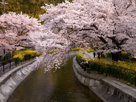 20150216-285-39-kyoto-Cherry-blossoms