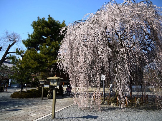 20150216-285-4-kyoto-Cherry-blossoms
