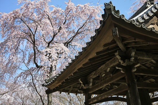 20150216-285-40-kyoto-Cherry-blossoms