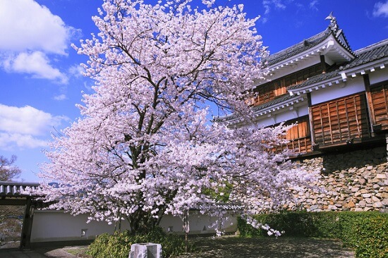 20150216-285-42-kyoto-Cherry-blossoms