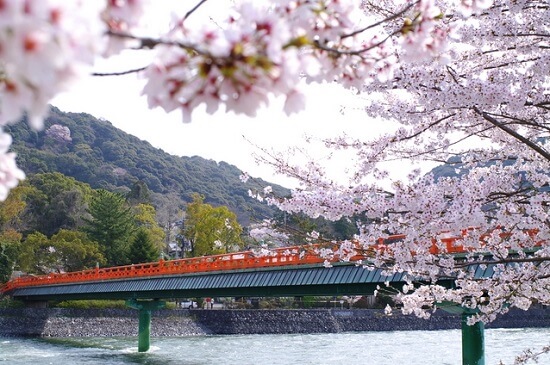 20150216-285-43-kyoto-Cherry-blossoms