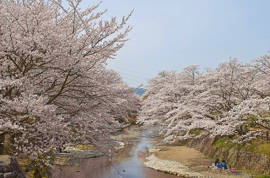 20150216-285-45-kyoto-Cherry-blossoms