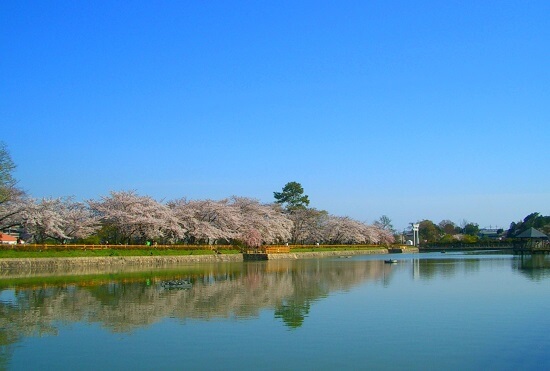 20150216-285-46-kyoto-Cherry-blossoms