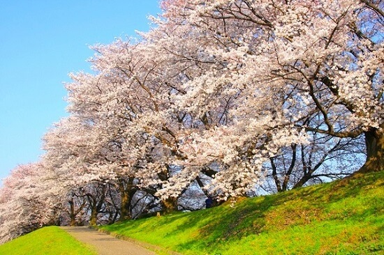 20150216-285-47-kyoto-Cherry-blossoms
