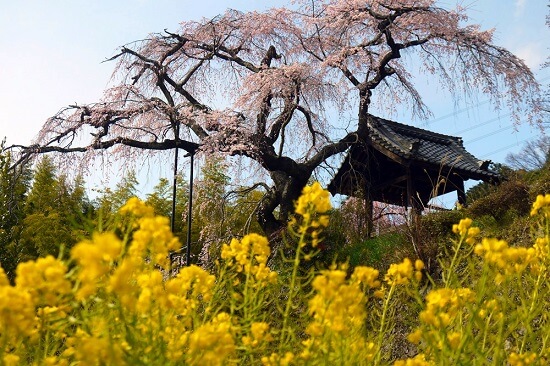 20150216-285-49-kyoto-Cherry-blossoms