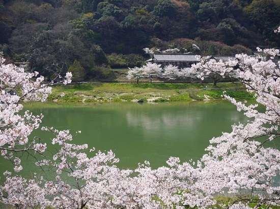 20150216-285-50-kyoto-Cherry-blossoms
