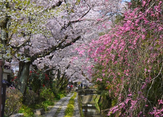 20150216-285-7-kyoto-Cherry-blossoms