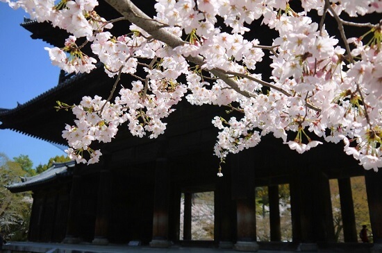20150216-285-8-kyoto-Cherry-blossoms