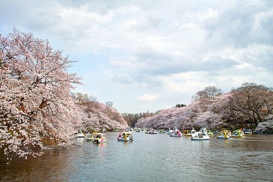 20150218-287-321-tokyo-Cherry-blossoms