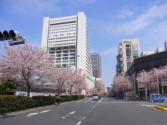 20150220-289-10-tokyo-Cherry-blossoms