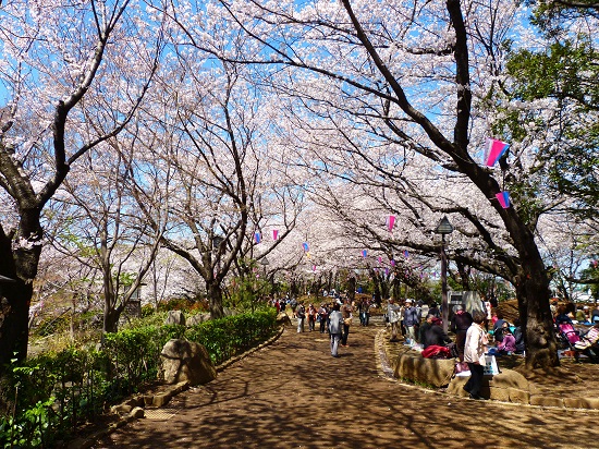 20150220-289-11-tokyo-Cherry-blossoms