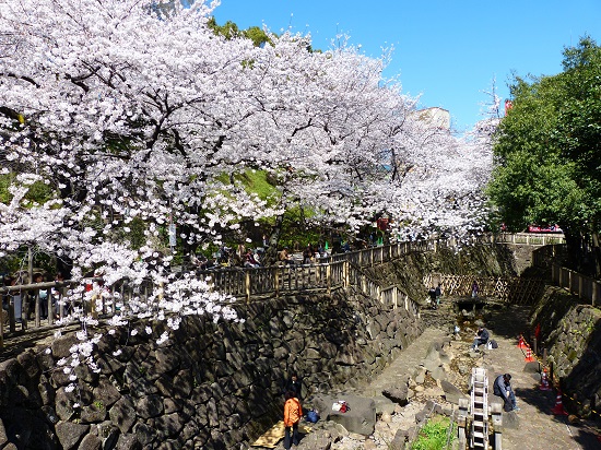 20150220-289-12-tokyo-Cherry-blossoms