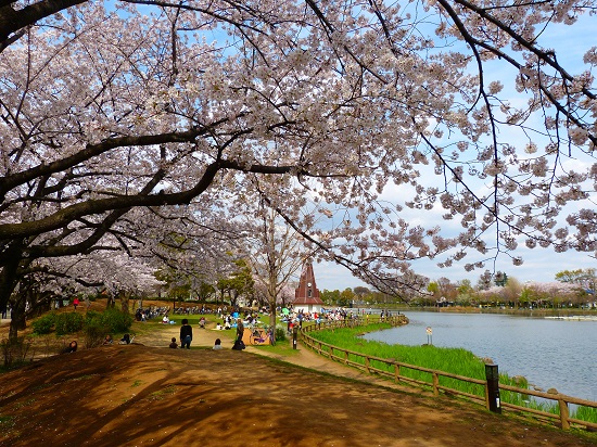 20150220-289-13-tokyo-Cherry-blossoms