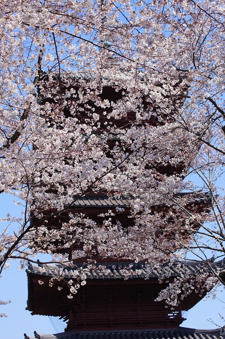 20150220-289-18-tokyo-Cherry-blossoms