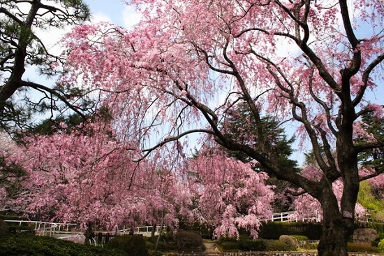20150220-289-2-tokyo-Cherry-blossoms