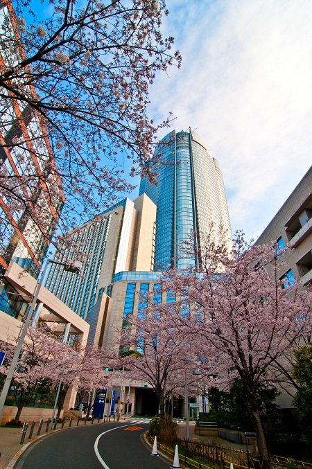20150220-289-24-tokyo-Cherry-blossoms