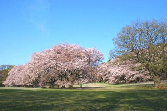 20150220-289-3-tokyo-Cherry-blossoms