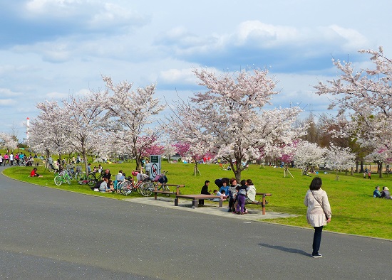20150220-289-31-tokyo-Cherry-blossoms