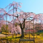 Popular 50 spots for cherry blossom viewing in Tokyo. [vol.2]
