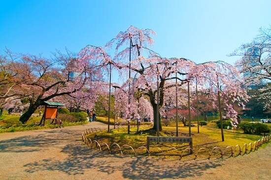 20150220-289-34-tokyo-Cherry-blossoms